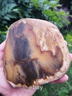 Picture Petrified wood New Zealand Mineral Slab Quality lapidary carving crystal