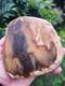 Picture Petrified wood New Zealand Mineral Slab Quality lapidary carving crystal