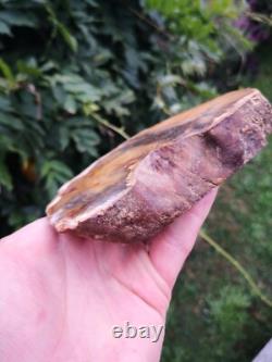 Picture Petrified wood New Zealand Mineral Slab Quality lapidary carving crystal