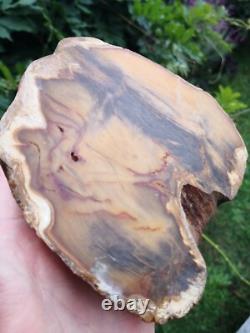 Picture Petrified wood New Zealand Mineral Slab Quality lapidary carving crystal