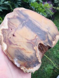 Picture Petrified wood New Zealand Mineral Slab Quality lapidary carving crystal