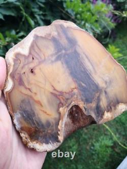 Picture Petrified wood New Zealand Mineral Slab Quality lapidary carving crystal