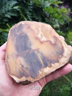 Picture Petrified wood New Zealand Mineral Slab Quality lapidary carving crystal