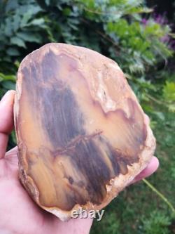 Picture Petrified wood New Zealand Mineral Slab Quality lapidary carving crystal
