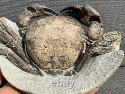 Rare Museum Quality Fossil Crab, Tumidocarcinus gigateus, Miocene, New Zealand