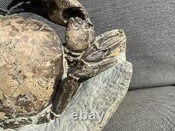 Rare Museum Quality Fossil Crab, Tumidocarcinus gigateus, Miocene, New Zealand