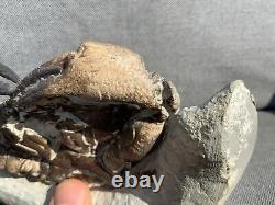 Rare Museum Quality Fossil Crab, Tumidocarcinus gigateus, Miocene, New Zealand