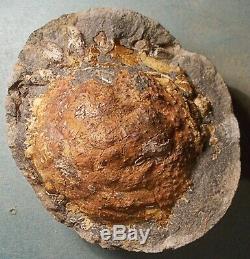 Rare, fine 9cm Pliocene Spider Crab Trichopeltarion greggi pos/neg New Zealand