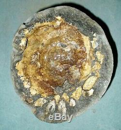 Rare, fine 9cm Pliocene Spider Crab Trichopeltarion greggi pos/neg New Zealand