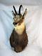 Taxidermy Chamois From New Zealand C1980's
