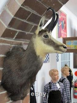 Taxidermy Chamois From New Zealand, C1980's