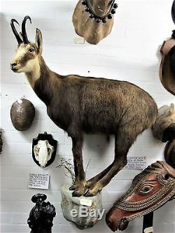 Taxidermy Chamois Full Body Mount C1980's From New Zealand