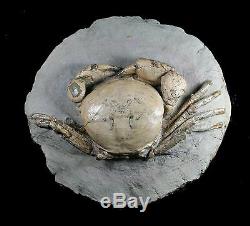 Tumidocarcinus Giganteus Crab Fossil Miocene South Island New Zealand