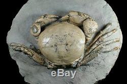 Tumidocarcinus Giganteus Crab Fossil Miocene South Island New Zealand