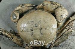 Tumidocarcinus Giganteus Crab Fossil Miocene South Island New Zealand