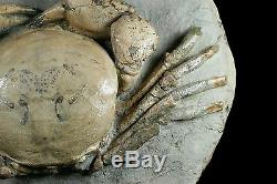 Tumidocarcinus Giganteus Crab Fossil Miocene South Island New Zealand