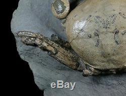 Tumidocarcinus Giganteus Crab Fossil Miocene South Island New Zealand