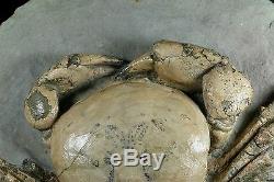 Tumidocarcinus Giganteus Crab Fossil Miocene South Island New Zealand