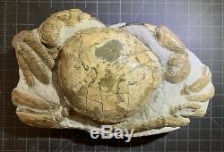 Tumidocarcinus giganteus fossil crab from the Miocene Southern New Zealand