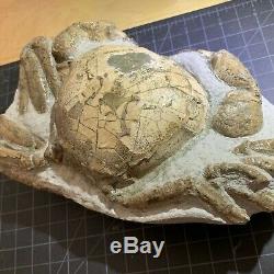 Tumidocarcinus giganteus fossil crab from the Miocene Southern New Zealand