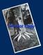 Vintage Zane Grey New Zealand Trout Haul Fish Photo Marked NZ In His Purple Ink